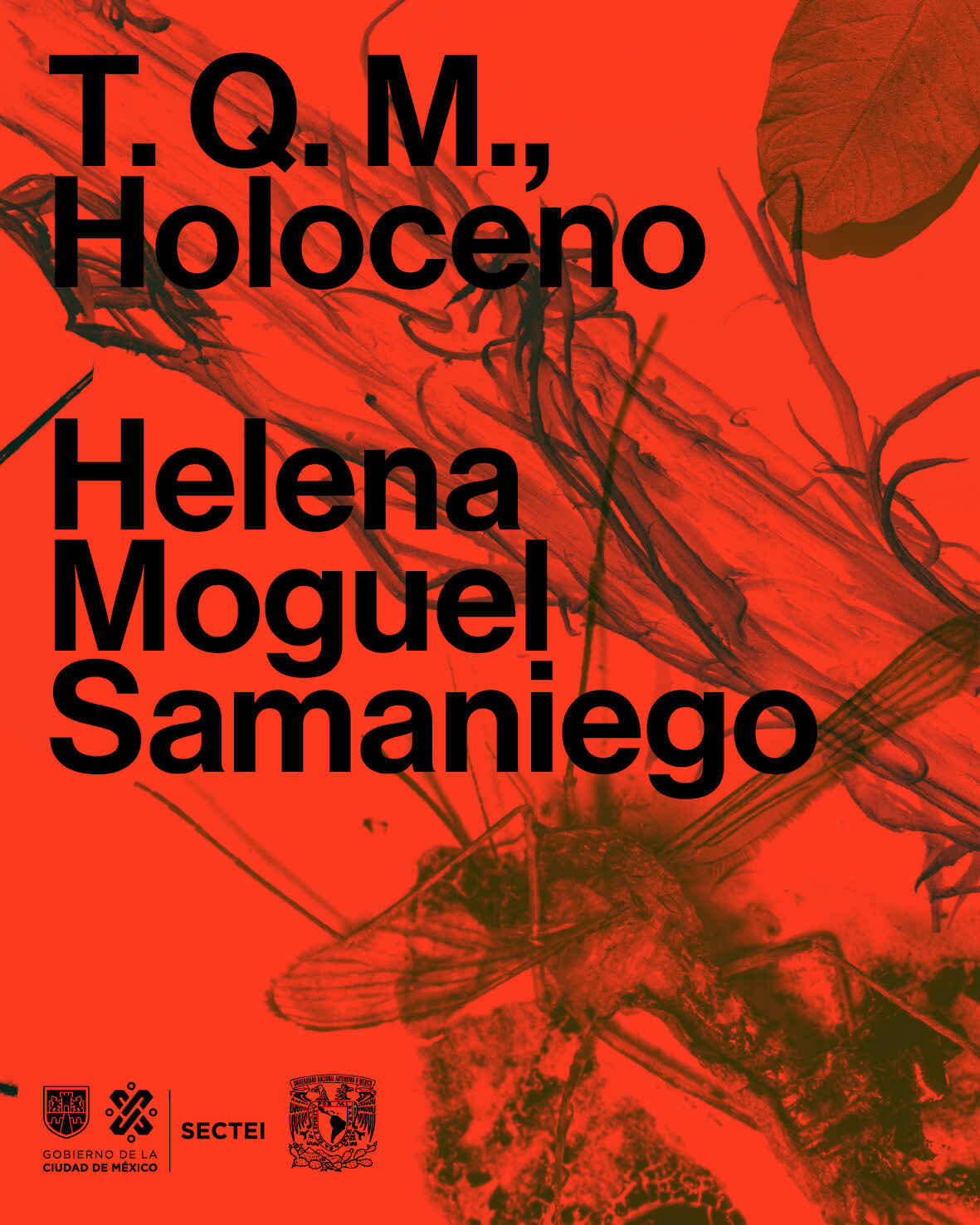T.Q.M., Holoceno